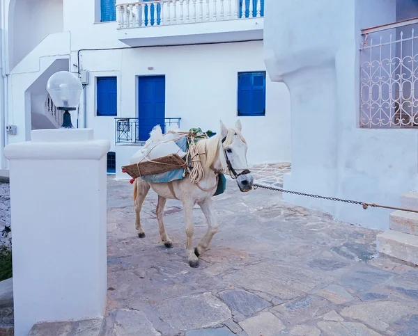 White horse met bagage lopen op de straat Stockfoto