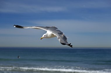 Hermosa beach, California, ABD üzerinde uçan martı
