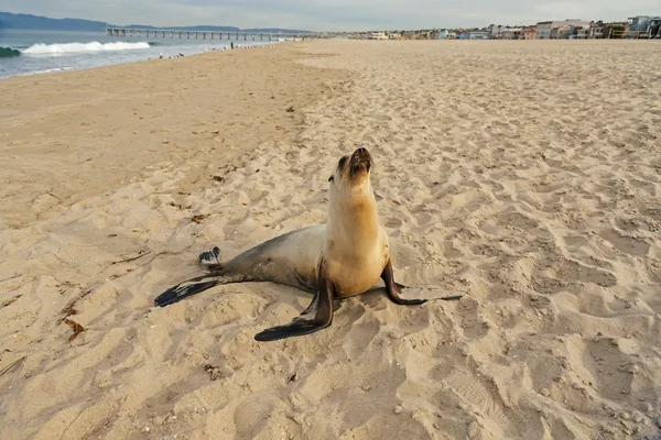 Hotel Sea lion štěně s odpočinek na Hermosa beach — Stock fotografie