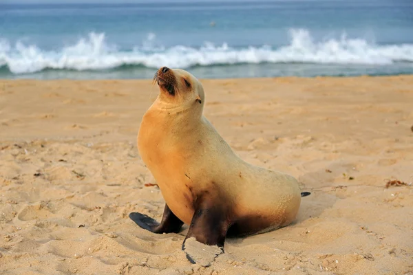 Filhote de leão marinho descansando na praia de Hermosa — Fotografia de Stock