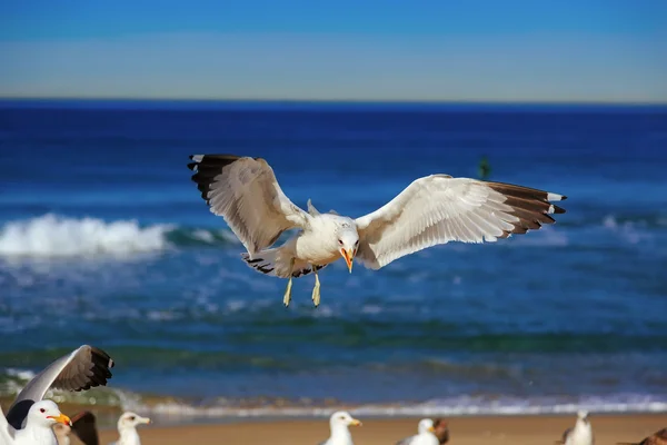 Sirály repülés, és sírt a hermosa beach — Stock Fotó