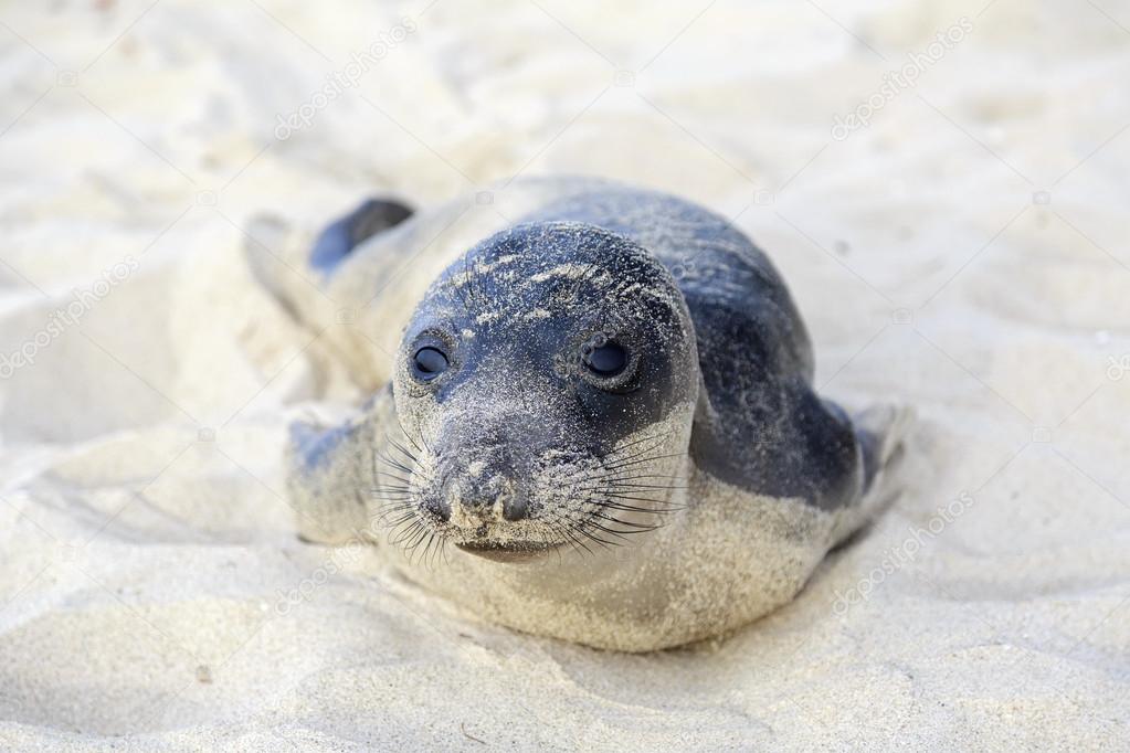 Seal pup having rest on the Hermosa beach