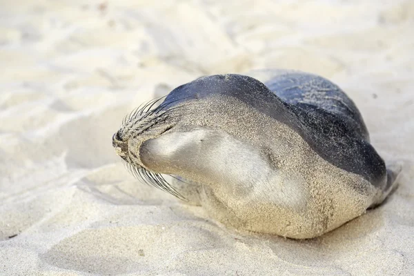 Seal pup többi gyakorol a Hermosa beach — Stock Fotó