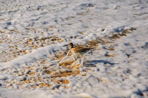 Willet kuş türüne okyanus dalgası çalışan kum kuşu — Stok fotoğraf