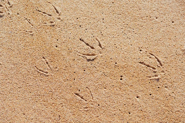 砂の上のカモメのフット プリント — ストック写真
