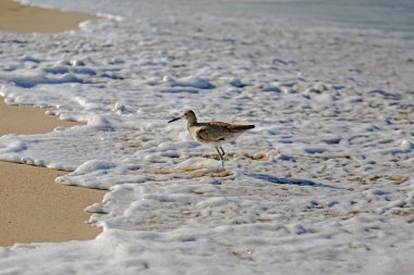 Willet kuş türüne okyanus dalgası çalışan kum kuşu 