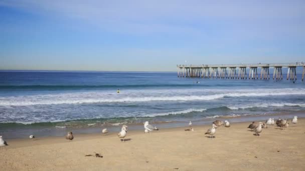 海鸥和在加利福尼亚州，美国，游戏中时光倒流 Hermosa 海滩上的冲浪者 — 图库视频影像