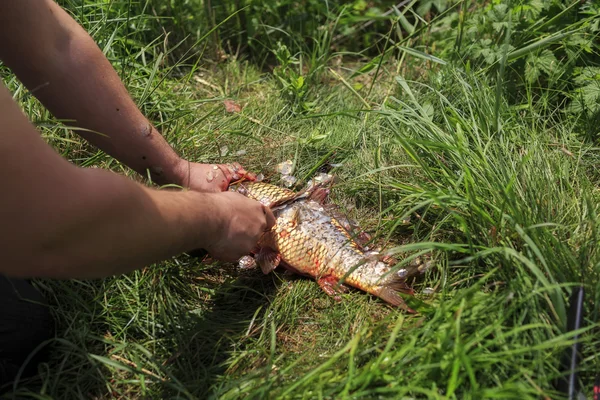 Fisherman cleaning fish from scales — Stock Photo, Image