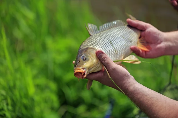 Рыба-карп в руках рыбака на открытом воздухе — стоковое фото