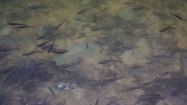 Viele Baby-Forellenfische im Teich — Stockvideo