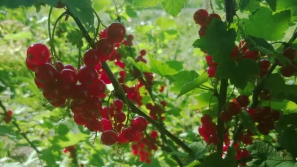 Porzeczki czerwone jagody w ogrodzie, widok zbliżenie — Wideo stockowe