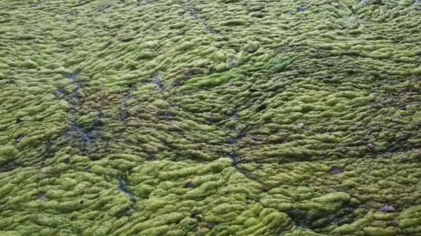 Grüner Wasserkraut bedeckt kleinen Teich — Stockvideo