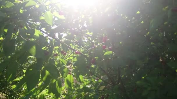 Körsbärsträd med bär och solstrålarna — Stockvideo