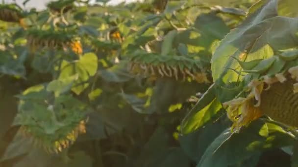 Campo de girasoles con nubes en el cielo azul al atardecer — Vídeos de Stock