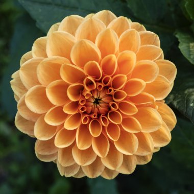 Turuncu aster çiçek