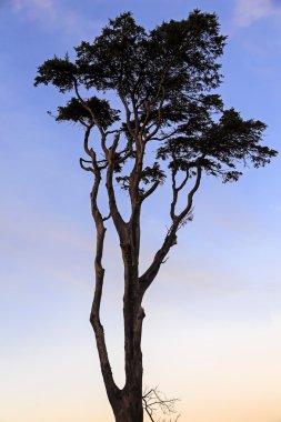 Ağaç siluet mavi gökyüzü ve gün batımında gövde üzerinde kırmızı