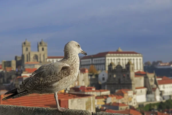 Gaivota olhando para a catedral do Porto e telhados da casa de vista — Fotografia de Stock