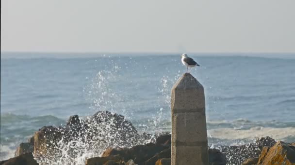 Gaviota sentada sobre rocas y salpicaduras de olas en Oporto, Portugal — Vídeos de Stock