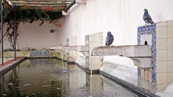 Patio with water pool and doves at Igreja de Sao Vicente de Fora, Lisbon, Portugal — Stock Video