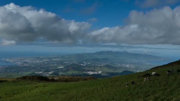 Lembah hijau dengan sapi dan laut di pulau San Miguel Azores — Stok Video