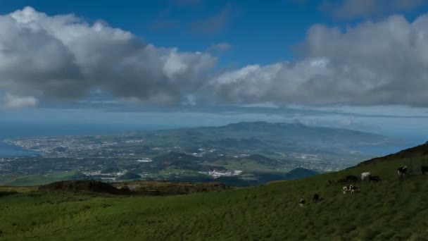 Grünes tal mit kühen und meer auf der azoren-insel san miguel — Stockvideo