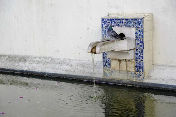 Patio avec piscine d'eau et colombe à Igreja de Sao Vicente de Fora — Photo