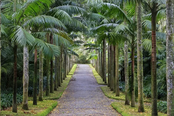 Park med håndflater og benker – stockfoto