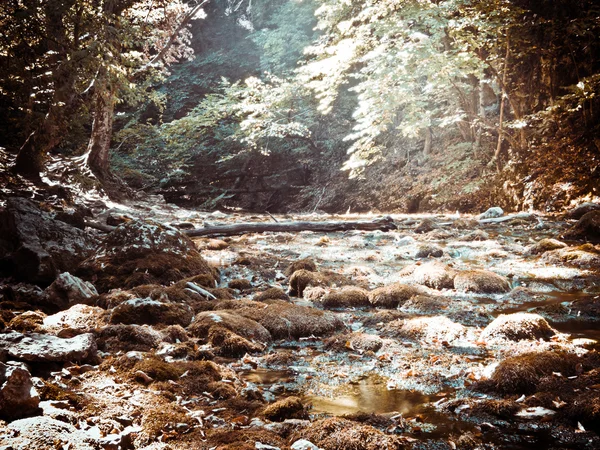 Tiefer Wald — Stockfoto