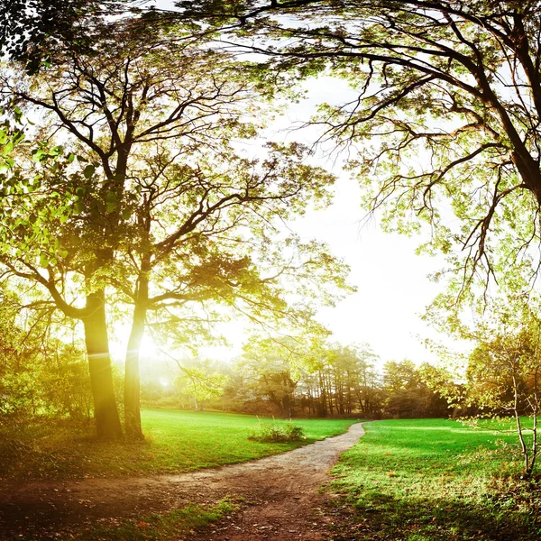 Ochtend herfst park — Stockfoto