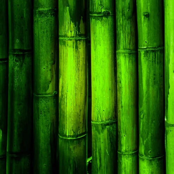 Pared de bambú — Foto de Stock