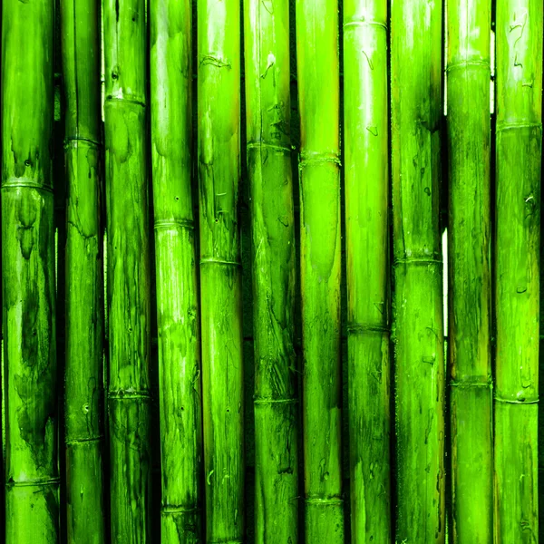 Bambusvæg - Stock-foto