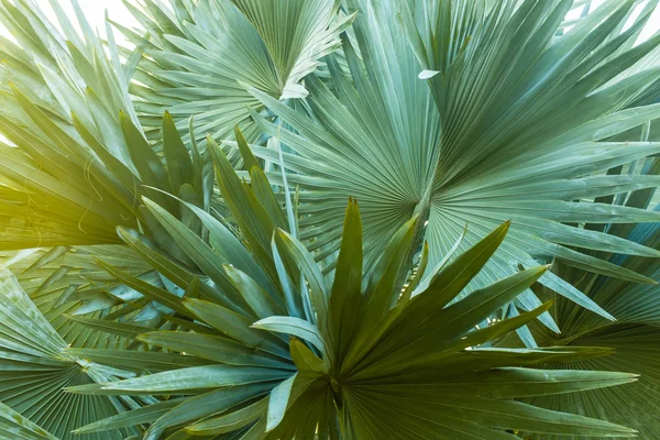 Palm leaves — Stock Photo, Image