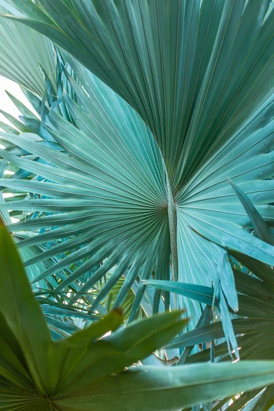 Hojas de palmera — Foto de Stock