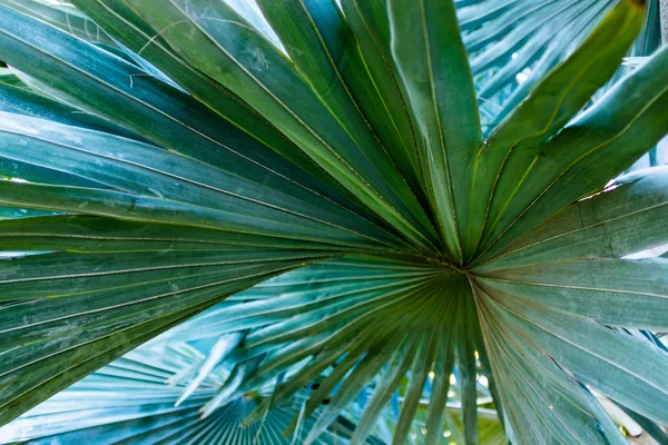 Foglie di palma — Foto Stock