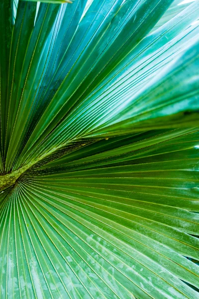 Palmového listí — Stock fotografie