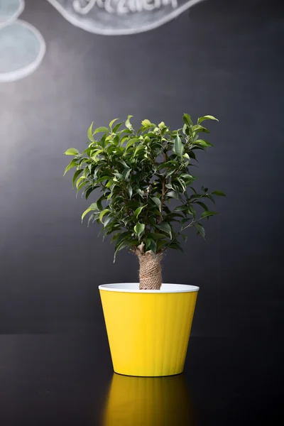 Pote de flor sobre preto — Fotografia de Stock