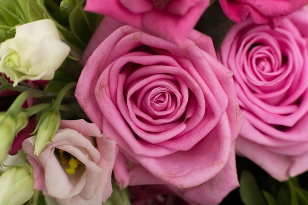 Picture of nice pink and white roses — Stock Photo, Image