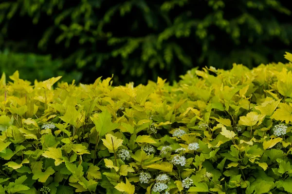 Green leaves wall — Stock Photo, Image