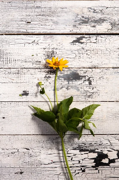 White wooden background with yellow flowers — Stock fotografie