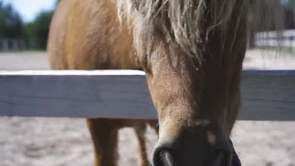 Een bruine pony gluurt een heg uit. Pony met lichte pony op de boerderij. Hoge kwaliteit. 29 augustus 2020 Kiev, Oekraïne — Stockvideo