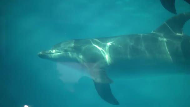 Golfinhos close-up nadando debaixo d 'água — Vídeo de Stock