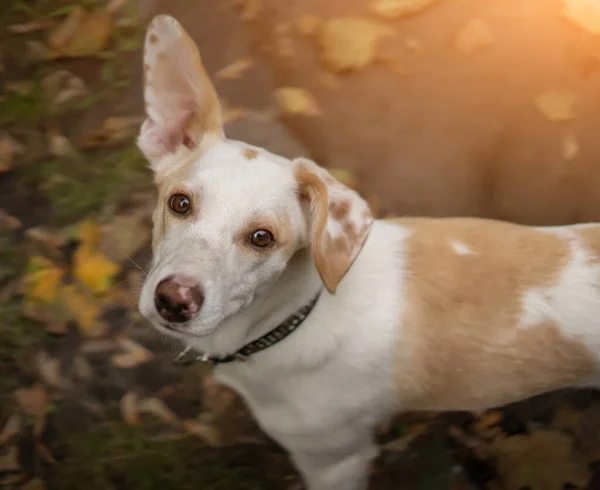 モングレル犬は晴れた日の屋外で悲しいことにカメラを見ています。ホームペットの抽象的な肖像画。撃たれた — ストック写真