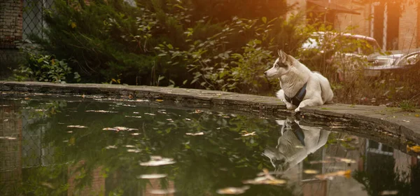 Bellissimo bianco husky riposo mentre si trova sul bordo dello stagno. Grande cane si riflette in acqua nella giornata di sole — Foto Stock