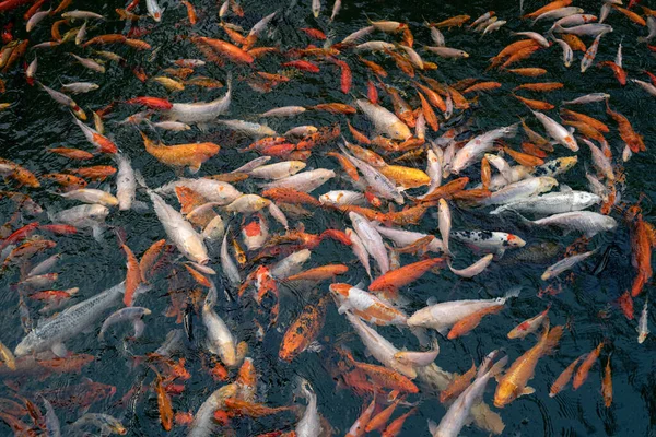 Bunte Fische drängten sich im Teich und warteten auf Nahrung. Schöne dekorative Koi-Karpfen, abstrakter natürlicher Hintergrund oder Tapete — Stockfoto