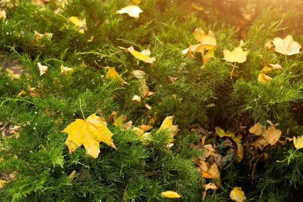 Outono quente fundo abstrato. As folhas de bordo amarelas caíram em ramos verdes de zimbro — Fotografia de Stock