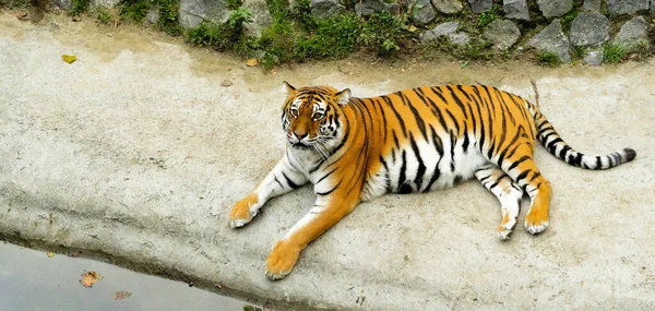 Grande tigre a strisce è sdraiato sul terreno vicino all'acqua. Predatore di mammiferi adulti che vive nello zoo. Vista dall'alto — Foto Stock