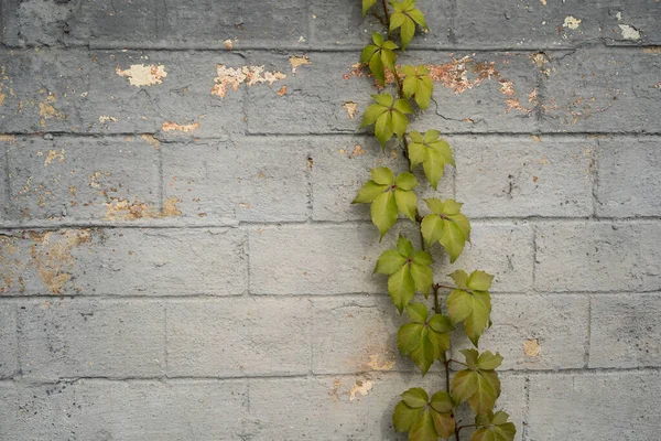 Green ivy growing on gray brick wall. Abstract background. Masonry overgrown with plant — Stock Photo, Image