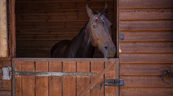 Il cavallo bruno guarda fuori dalla finestra della stalla. Ritratto di animale da fattoria. Testa di mare in paddock di legno all'interno. — Foto Stock