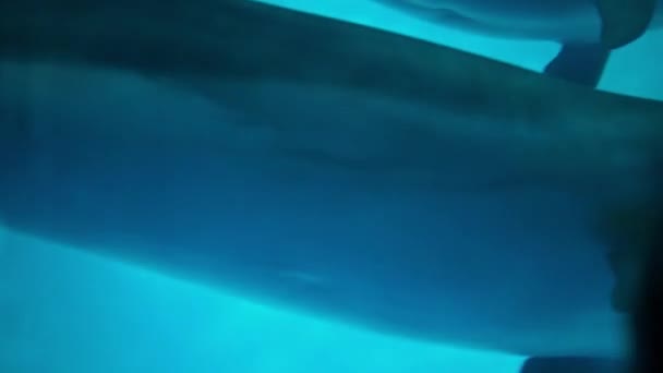 Les dauphins se rapprochent en nageant dans le dauphinarium. Trois beaux animaux sous l'eau. Animaux en captivité. Des images de haute qualité. 08-12-18 Odessa, Ukraine — Video