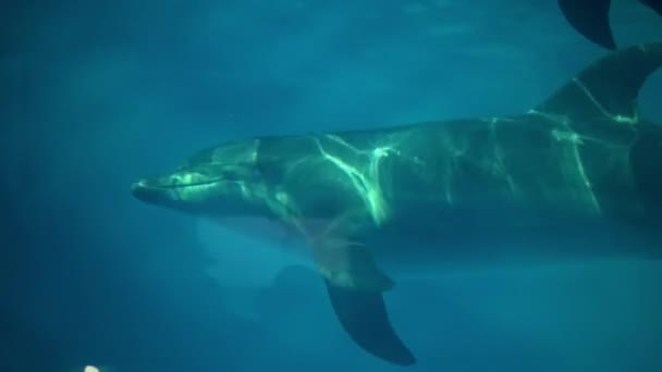 Animales en cautividad. Hermosos delfines acuden de cerca mientras nadan en el delfinario. Hermosos animales bajo el agua. Imágenes de alta calidad. 08-12-18 Odessa, Ucrania — Vídeos de Stock